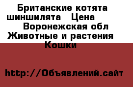 Британские котята- шиншилята › Цена ­ 5 000 - Воронежская обл. Животные и растения » Кошки   